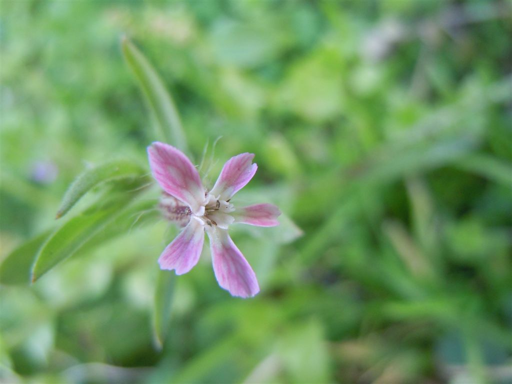 Cariofillacea : Silene gallica